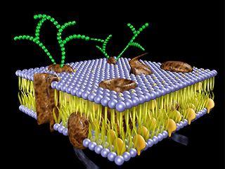 Cell membrane molecular view