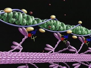 Myosin and Actin filament contraction