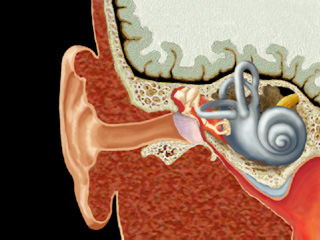 outer, middle, inner ear